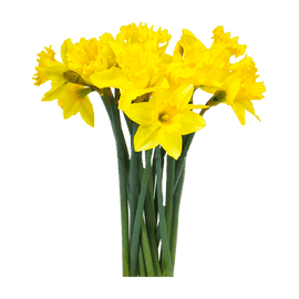 Yellow Daffodils - www.alcohol.ninja