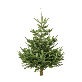 Small Nordmann Fir Christmas Tree - www.alcohol.ninja