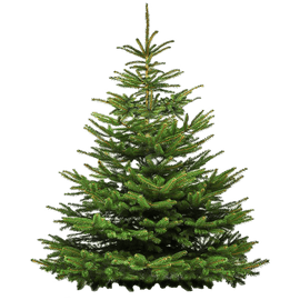 Big Nordmann Fir Christmas Tree - www.alcohol.ninja