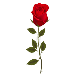 Luxury Red Rose (1 flower) - www.alcohol.ninja