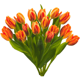 Tulips (15 flowers) - www.alcohol.ninja