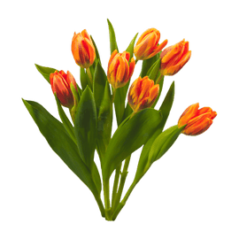 Tulips (7 flowers) - www.alcohol.ninja